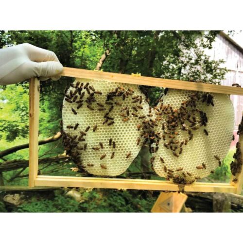 2Kg Orku Australian Beeswax Chunks Pure Natural Unrefined Raw - Image 4