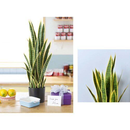 70cm Artificial Indoor Yellow Edge Tiger Piran Fake Decoration Tree Flower Pot Plant - Image 3