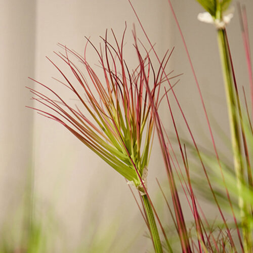 4x 120cm Green Artificial Indoor Potted Papyrus Plant Tree Fake Simulation Decorative - Image 5