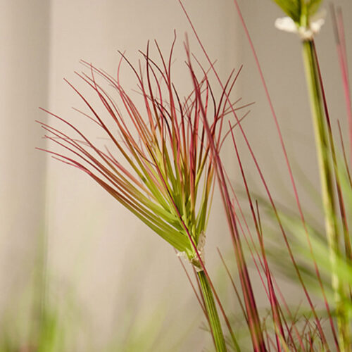 4x 150cm Purple-Red Artificial Indoor Potted Papyrus Plant Tree Fake Simulation Decorative - Image 5