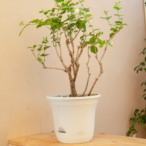 19.5 cm White Plastic Plant Pot Self Watering Planter Flower Bonsai Indoor Outdoor Garden Decor Set of 2 - Image 2
