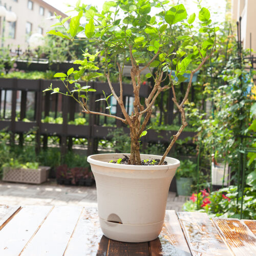 19.5 cm Plastic Plant Pot Self Watering Planter Flower Bonsai Indoor Outdoor Garden Decor Set of 3 - Image 2