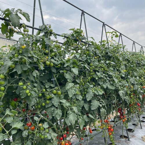90cm Plant Frame Tube Trellis Vegetable Flower Herbs Outdoor Vine Support Adjustable Garden Rack - Image 8