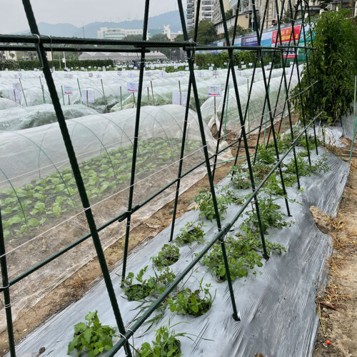 120X90cm Plant Frame Tube Trellis Vegetable Flower Herbs Outdoor Vine Support Adjustable Garden Rack - Image 10