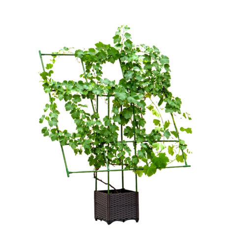 160cm Inclined Plant Frame Tube Pergola Trellis Vegetable Flower Herbs Outdoor Vine Support Garden Rack