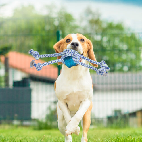 PaWz Dog Chew Toys Squeaky Puppy Pet - Image 8